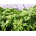 SPRAY FREE BASIL Grown In KATIKATI